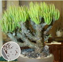 ビザールプランツ　珍奇植物　TYLECODON wallichii 　塊根植物　チレコドン　ワリチー　種子　　基本的な種子のまき…