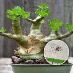 ビザールプランツ　珍奇植物　種子　TYLECODON paniculatus チレコドン・パニクラタス 阿房宮　種子のまき方の説明書付き