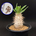 塊根植物　パキポディウム　デンシフローラム　種子　Pachypodium densiforum　種子のまき方の説明書付き