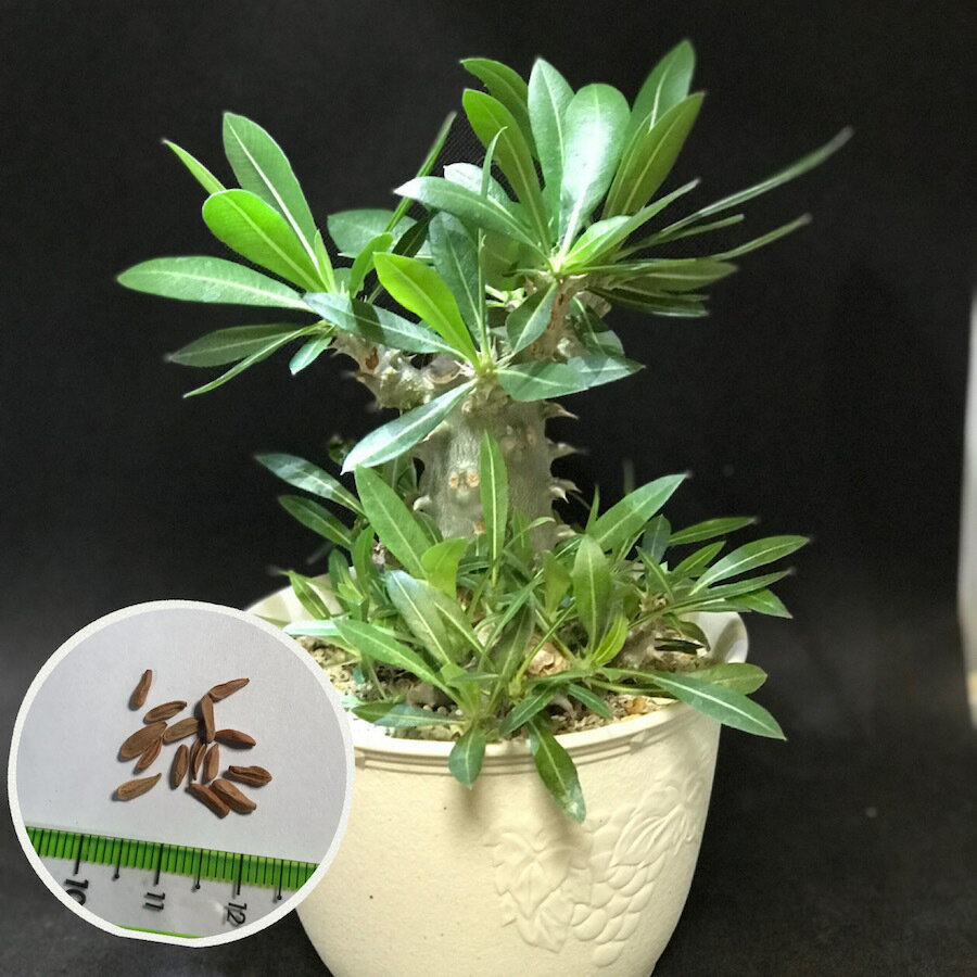 塊根植物 パキポディウム ホロンベンセ 種子 Pachypodium horombense 種子のまき方の説明書付き