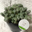 多肉植物　フルチアプルクラ　Frithia pulchra rote Bluete 種子10粒　説明書付き