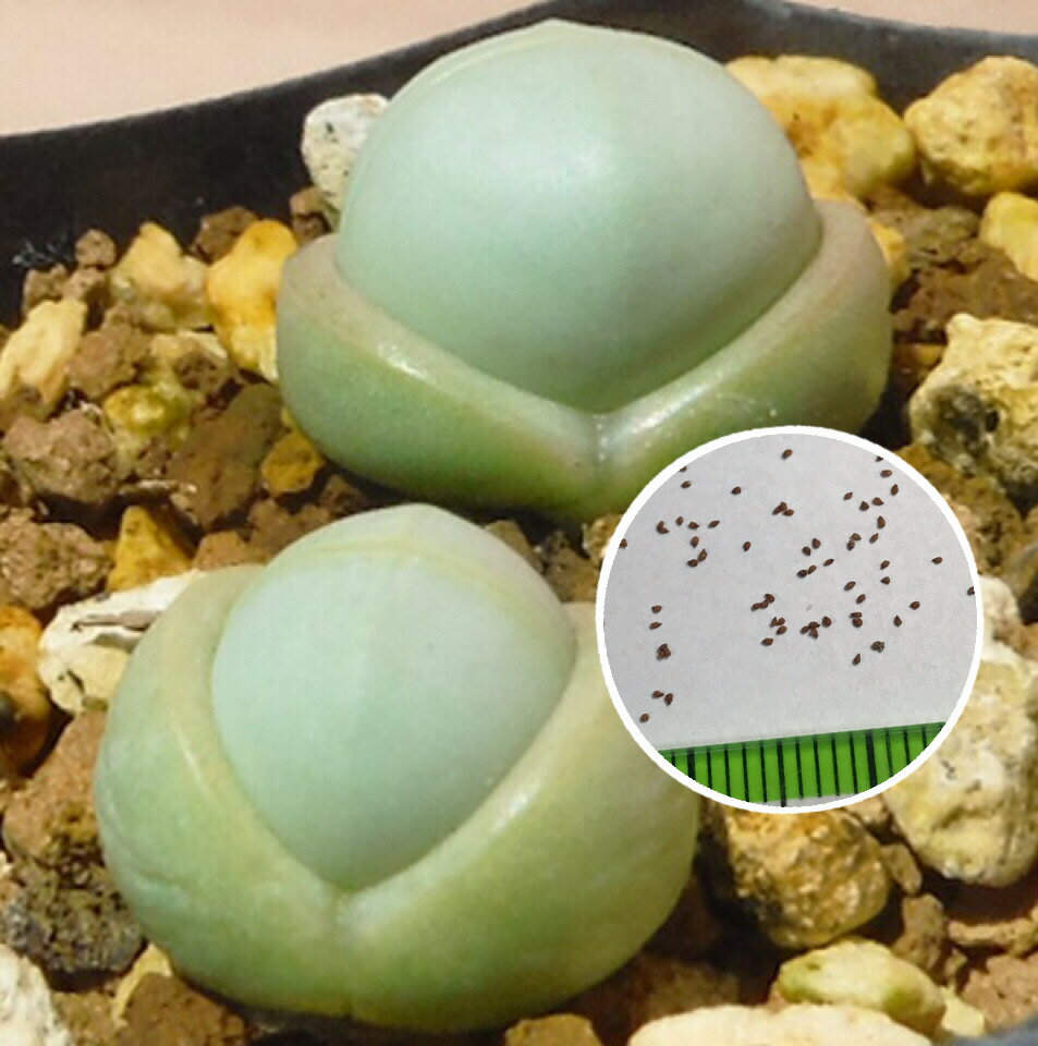 多肉植物 リトープス メセン アルギロデルマ ルックフォフィー Argyroderma luckhoffii 種子10粒 種子の蒔き方の説明書付き