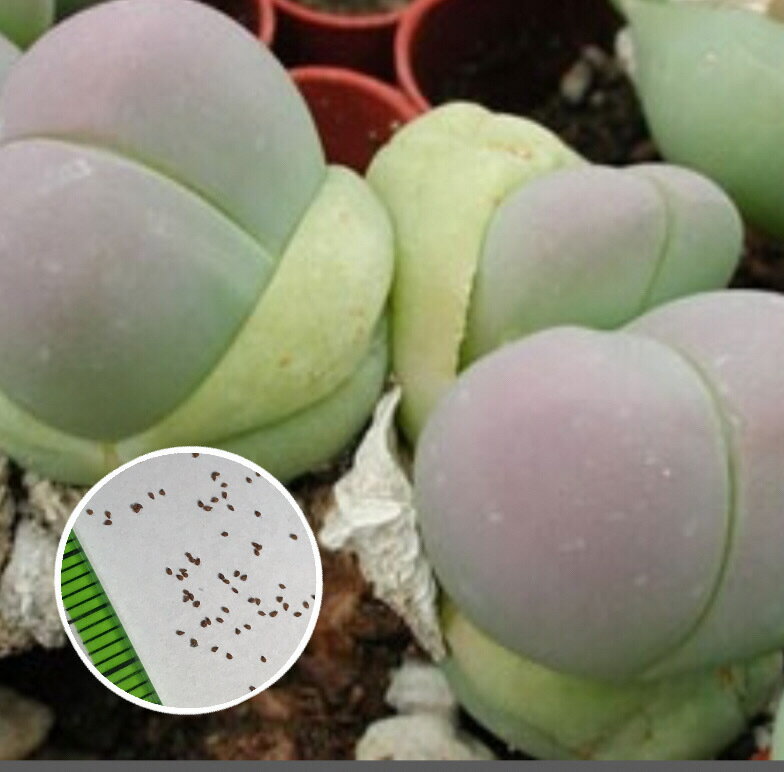 多肉植物　リトープス　メセン 　銀光玉　種子10粒　GIBBAEUM heathii 　種子の蒔き方の説明書付き