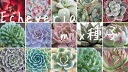 多肉植物 エケベリア Echeveria mix種子10粒 種まきの説明書おつけします