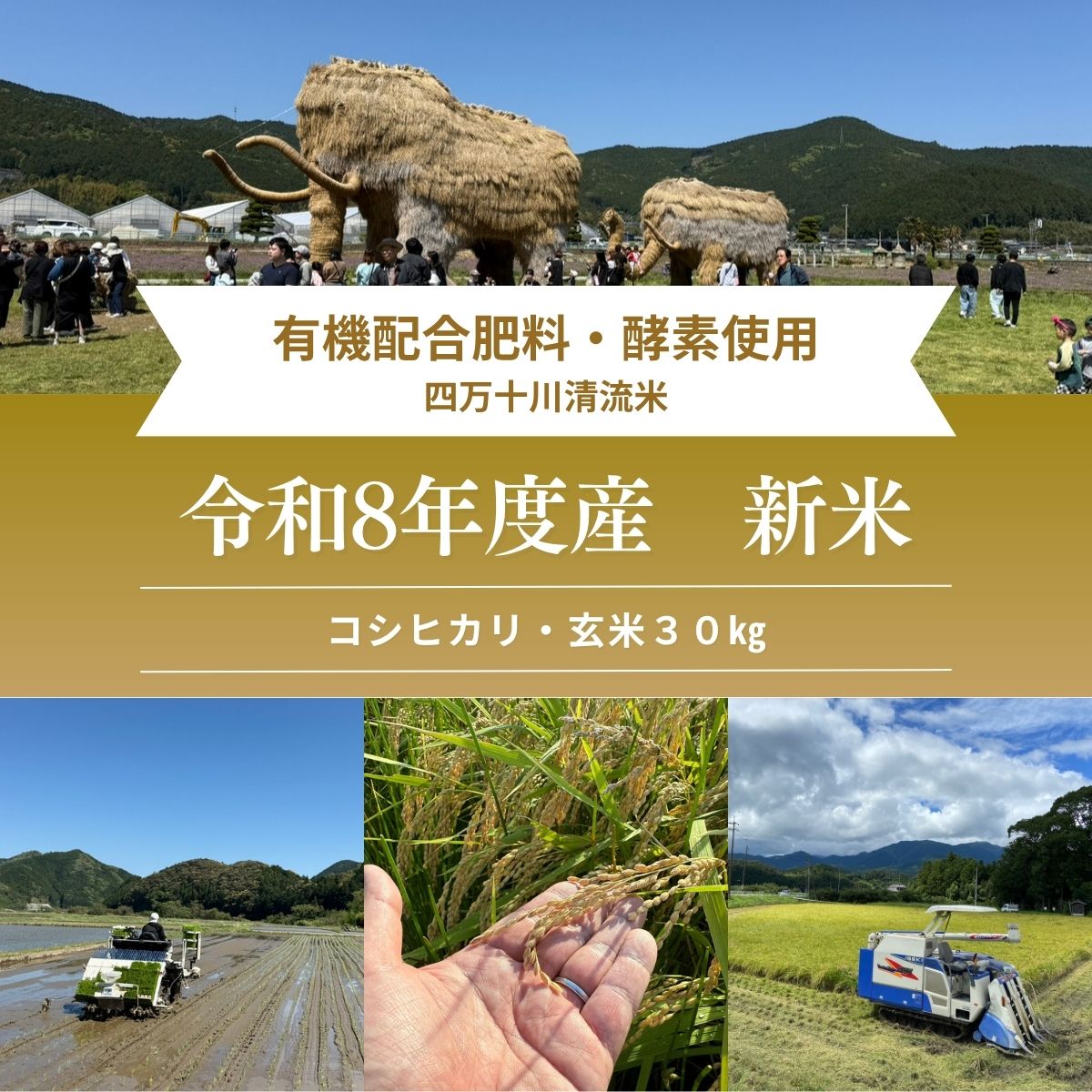 楽天市場】玄米 30kg 高知県の通販