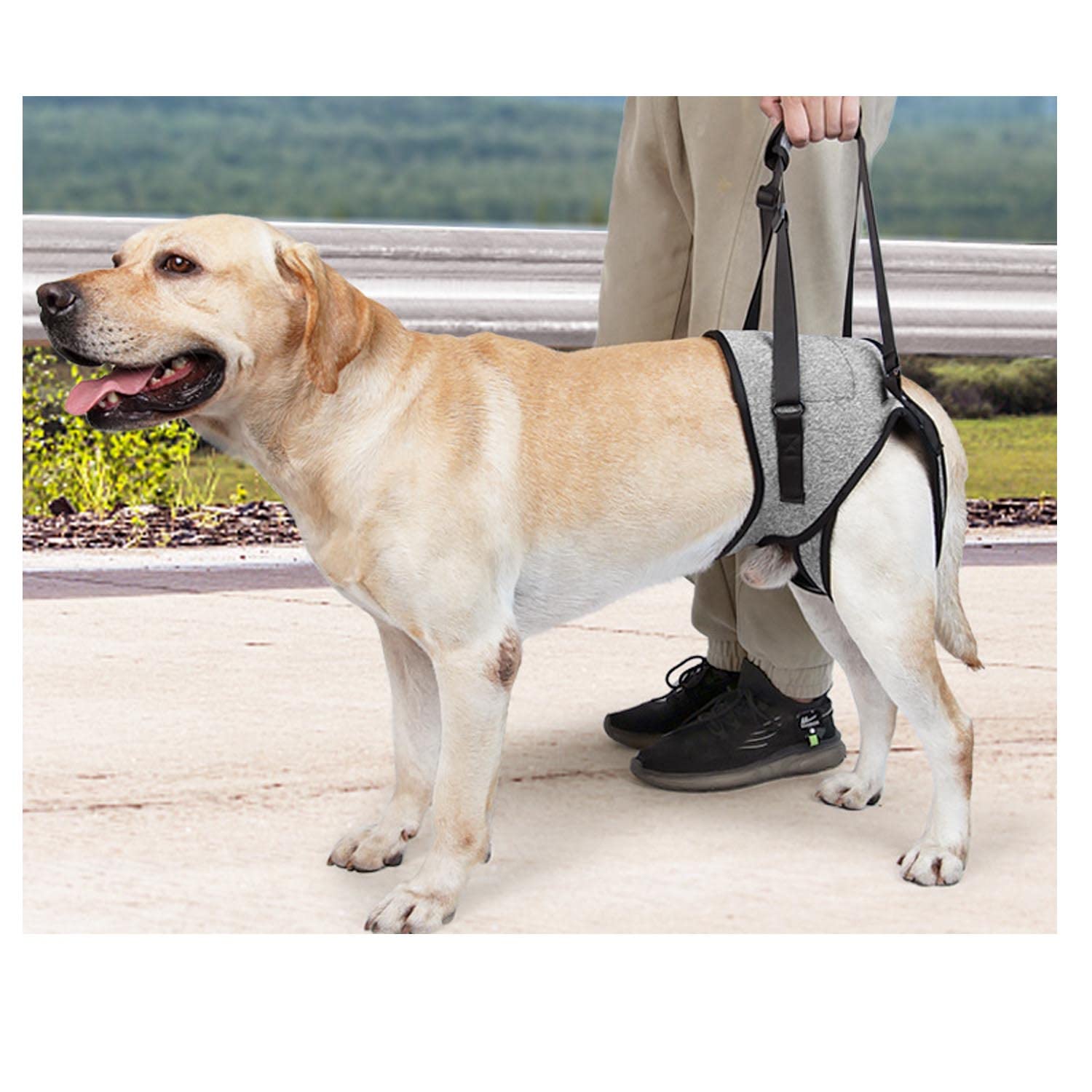 Ѳϡͥ  ϡͥ ƹ 緿  緿 ɥåϡͥ եȥݡȥϡͥĴǽ ڥå