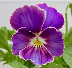 アンティークビオラ ファルファリア No.22