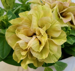 ペチュニア ベルチャーム クロエのサムネイル