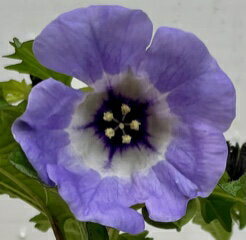 黒ほおずきのサムネイル