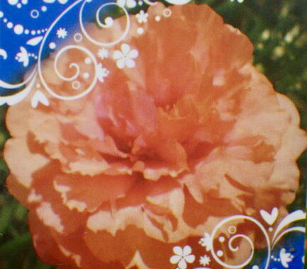 万重咲きポーチュラカ ハワイの宝石 オレンジのサムネイル