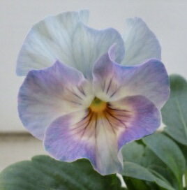 パンジー シエルブリエのサムネイル