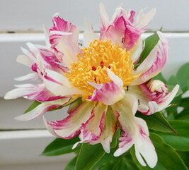 アメリカシャクヤク ブリックアブラック 開花株