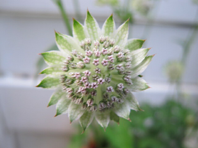 アストランチア 白・薄ピンクミックスのサムネイル