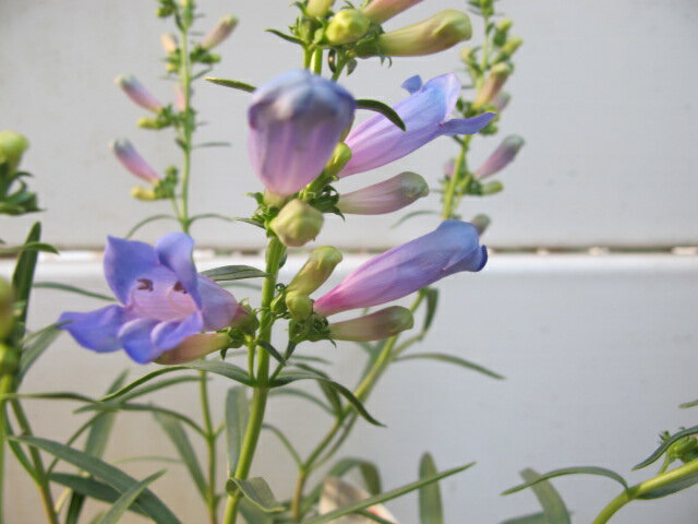 ペンステモン エレクトリックブルーのサムネイル