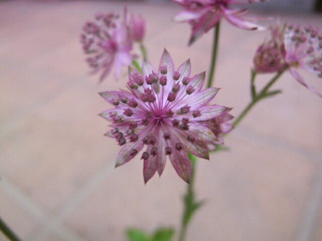 アストランチア ローマのサムネイル