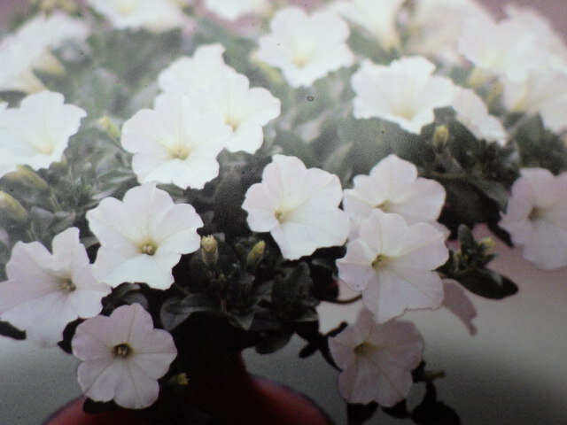 ペチュニア おゆきちゃんのサムネイル