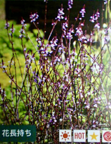 宿根バーベナ ハンプトンのサムネイル