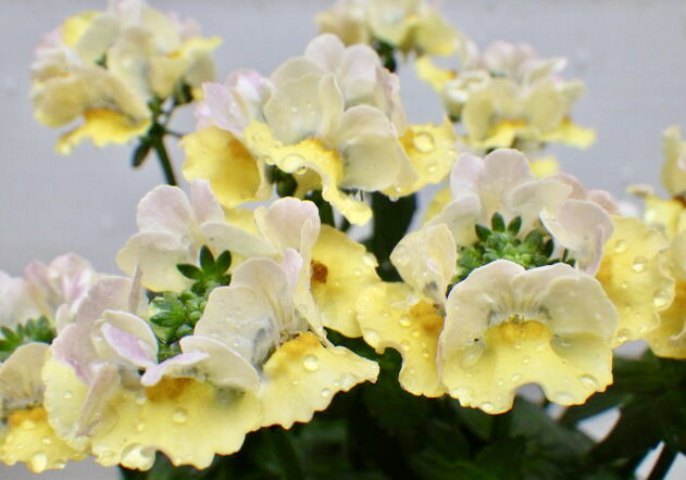 香り宿根ネメシア メーテル ターメリックのサムネイル