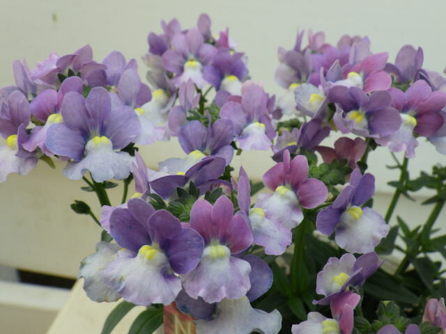 香り宿根ネメシア メーテル ミステリックブルーのサムネイル