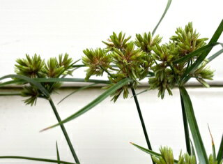 シペラス クロエ ノ アビー