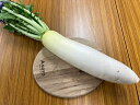 常温で発送します。冬野菜が登場！大根　ダイコン　だいこん　おろしても、煮てもいいですね。あたたかいスープやおでんが恋しくなる季節です。【内容量】1本(約1.3kg)【産地】神奈川県