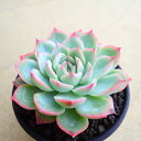 シルエット エケベリア 多肉植物 サボテン アガベ 塊根植物 ユーフォルビア 寄せ植え インテリア 観葉植物 おしゃれ 雑貨 プレゼント ミニラン鉢