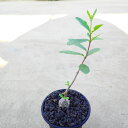 火星人(フォッケア・エデュリス) 多肉植物 ビザールプランツ サボテン アガベ 塊根植物 ユーフォルビア 寄せ植え インテリア 観葉植物 おしゃれ 雑貨