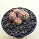 赤刺羅星丸 ギムノカリキウム 多肉植物 ビザールプランツ サボテン アガベ 塊根植物 ユーフォルビア 寄せ植え インテリア 観葉植物 おしゃれ 雑貨