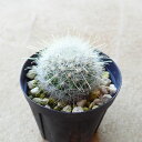 月宮殿 マミラリア 多肉植物 サボテン アガベ 塊根植物 ユーフォルビア 寄せ植え インテリア 観葉植物 おしゃれ 雑貨