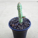 デビリスピナ 多肉植物 ビザールプランツ サボテン アガベ 塊根植物 ユーフォルビア 寄せ植え インテリア 観葉植物 おしゃれ 雑貨