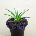 ジェミニフローラ アガベ 多肉植物 ビザールプランツ サボテン 塊根植物 ユーフォルビア 寄せ植え インテリア 観葉植物 おしゃれ 雑貨