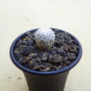 スーパーバラ丸 ツルビニカルプス 多肉植物 ビザールプランツ サボテン アガベ 塊根植物 ユーフォルビア 寄せ植え インテリア 観葉植物 おしゃれ 雑貨
