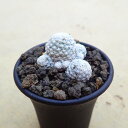 姫春星 (ひめはるぼし) マミラリア 多肉植物 ビザールプランツ サボテン アガベ 塊根植物 ユーフォルビア 寄せ植え インテリア 観葉植物 おしゃれ 雑貨