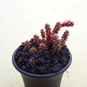 竜の落し子(タツノオトシゴ) スタペリアンサス ガガイモ 多肉植物 ビザールプランツ サボテン アガベ 塊根植物 ユーフォルビア 寄せ植え インテリア 観葉植物...