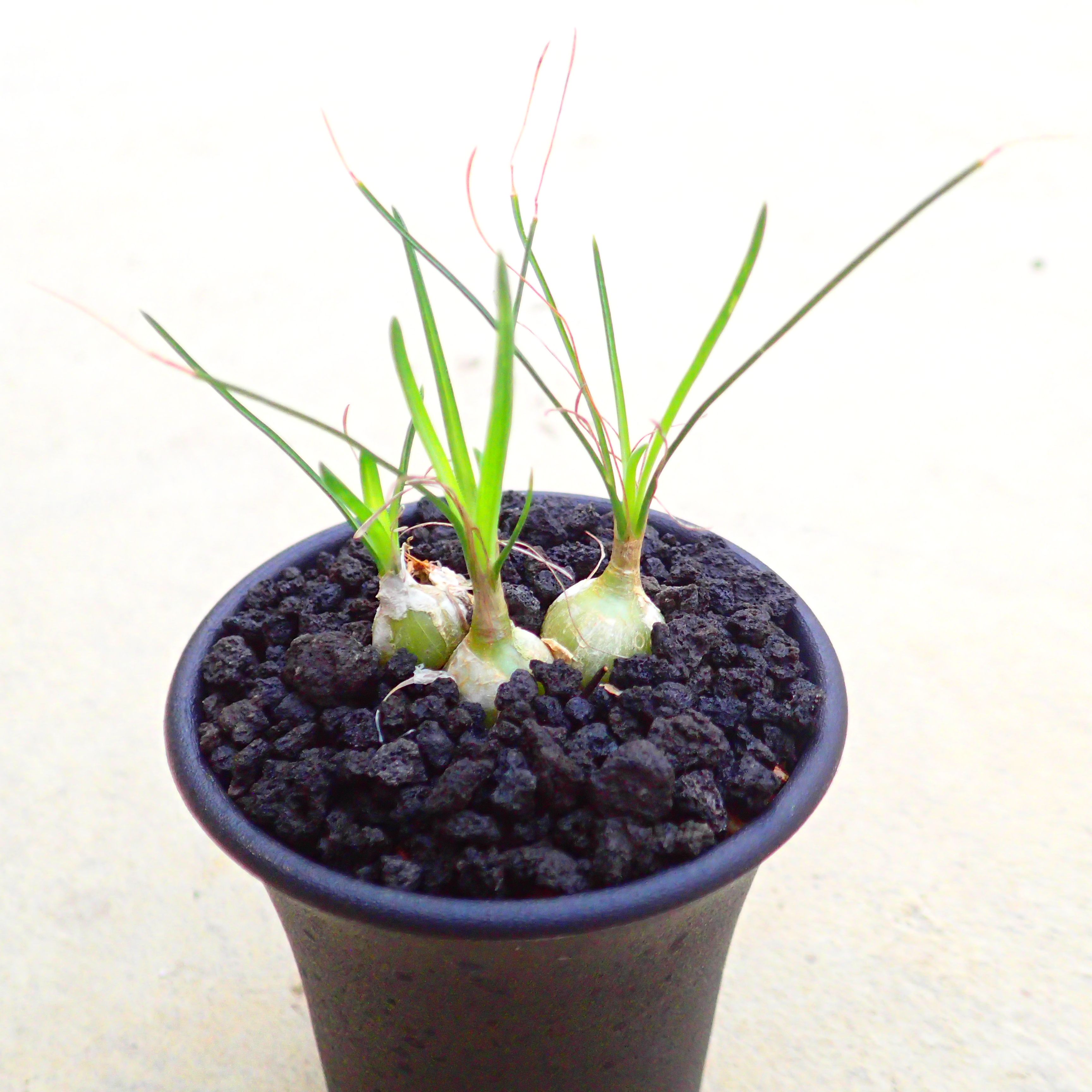 ジュンシフォリアオーニソガラム多肉...