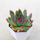 思い出露 エケベリア 多肉植物 サボテン