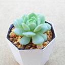 野バラの精 エケベリア 多肉植物 サボテン アガベ 塊根植物 ユーフォルビア 寄せ植え インテリア 観葉植物 おしゃれ 雑貨