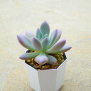 オパリナ グラプトベリア エケベリア 多肉植物 サボテン アガベ 塊根植物 ユーフォルビア 寄せ植え インテリア 観葉植物 おしゃれ 雑貨