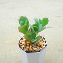 胡蝶の舞 カランコエ 多肉植物