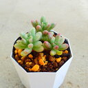 オーロラ セダム 多肉植物 サボテン アガベ 塊根植物 ユーフォルビア 寄せ植え インテリア 観葉植物 おしゃれ 雑貨