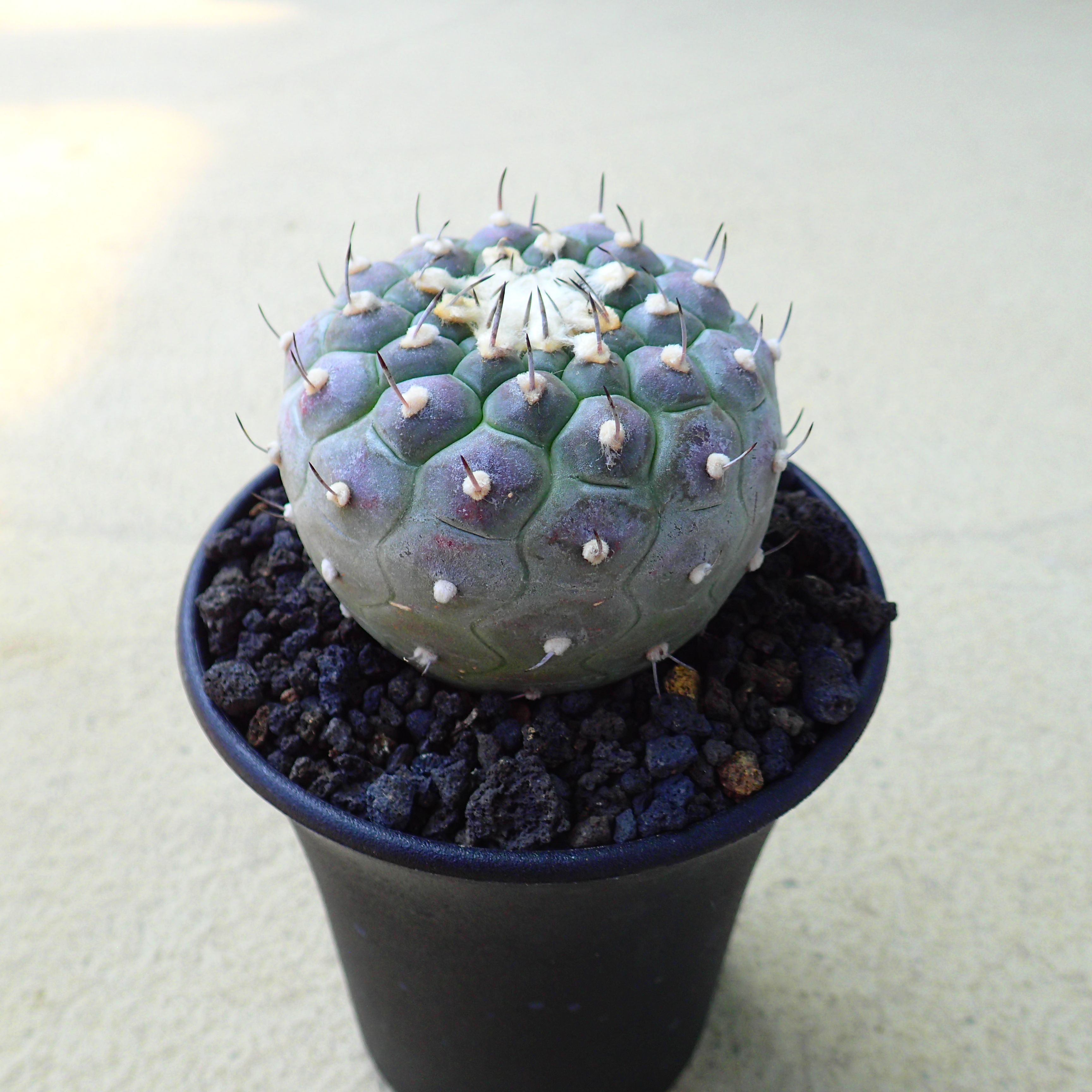 ハウエルニギー　ツルビニカルプス　多肉植物　ビザールプランツ　サボテン　アガベ　塊根植物　ユーフォルビア　寄せ植え　インテリア　観葉植物　おしゃれ　雑貨のサムネイル