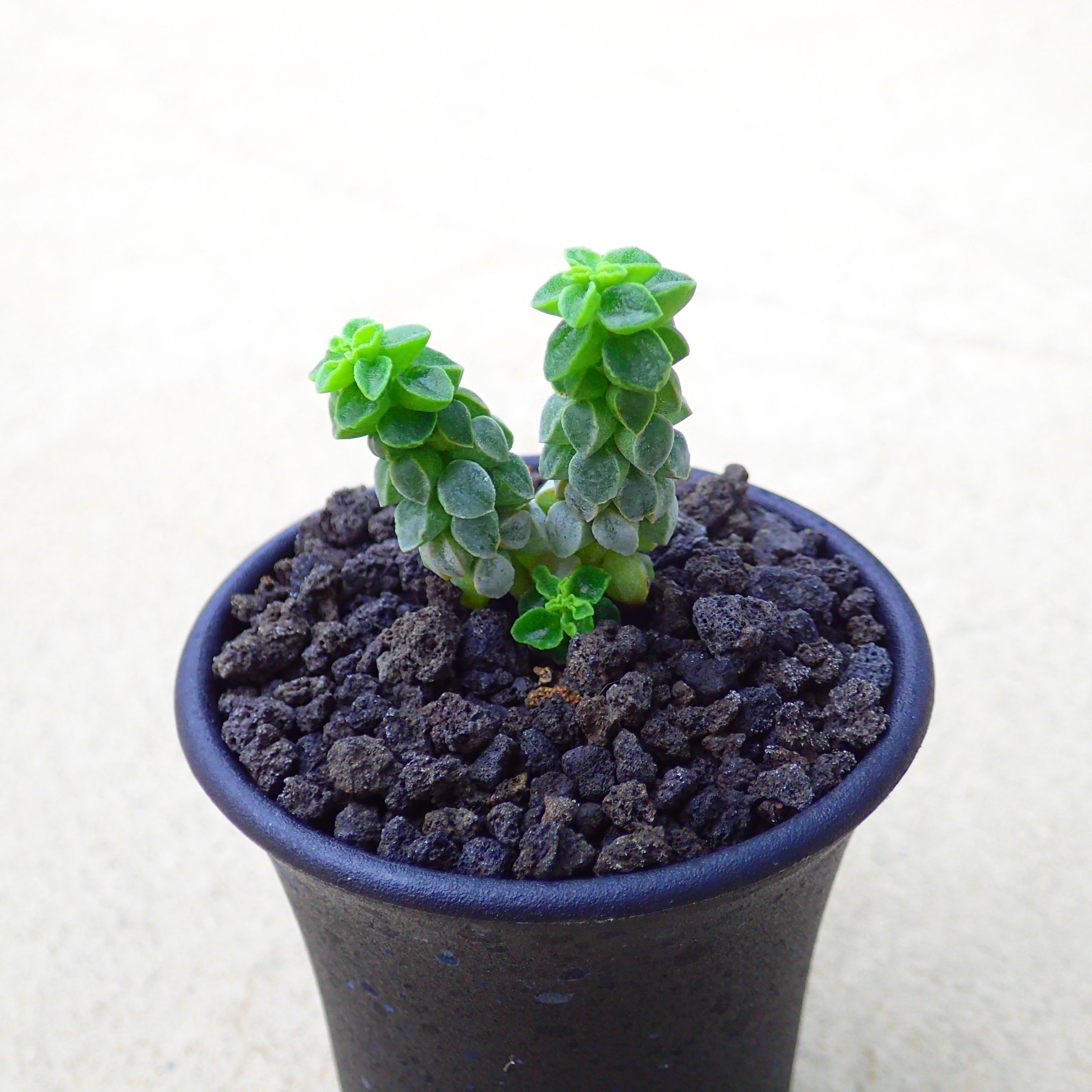 コルメラペペロミア多肉植物ビザール...