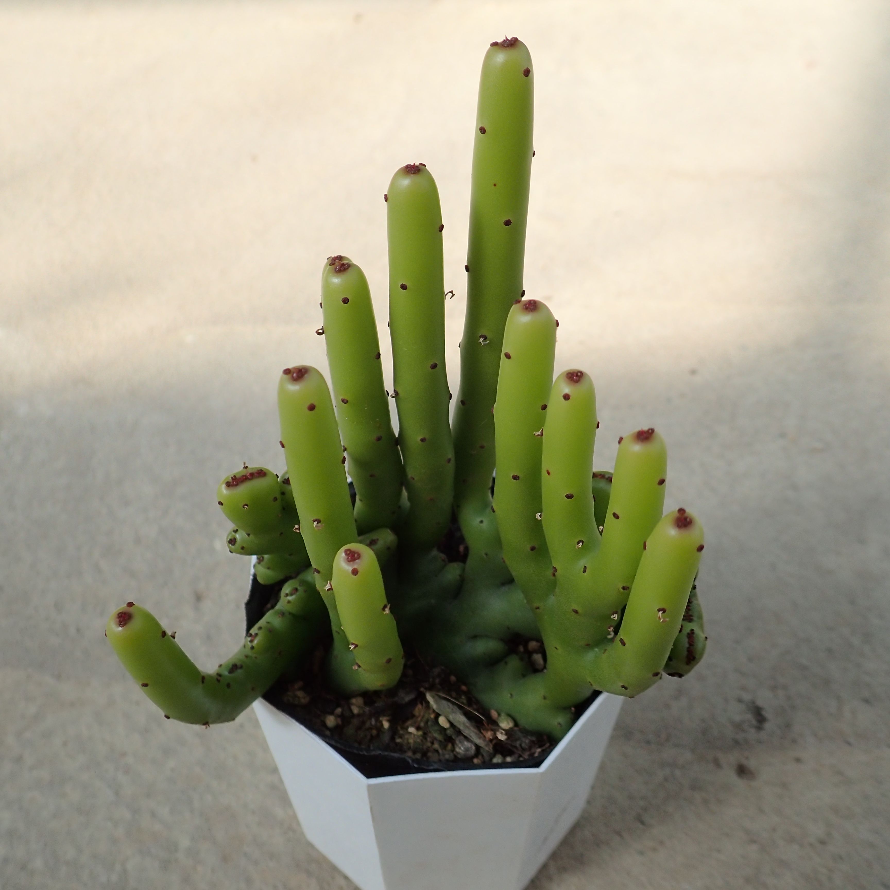 カウボーイブッシュ　オンコクラータ　ユーフォルビア　多肉植物　サボテン　アガベ　塊根植物　ユーフォルビア　寄せ植え　インテリア　観葉植物　おしゃれ　雑貨のサムネイル