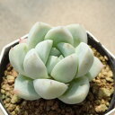 氷山 エケベリア 多肉植物 サボテン アガベ 塊根植物 ユーフォルビア 寄せ植え インテリア 観葉植物 おしゃれ 雑貨 韓国苗