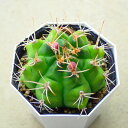 翠晃冠 (すいこうかん) 多肉植物 サボテン アガベ 塊根植物 ユーフォルビア 寄せ植え インテリア 観葉植物 おしゃれ 雑貨