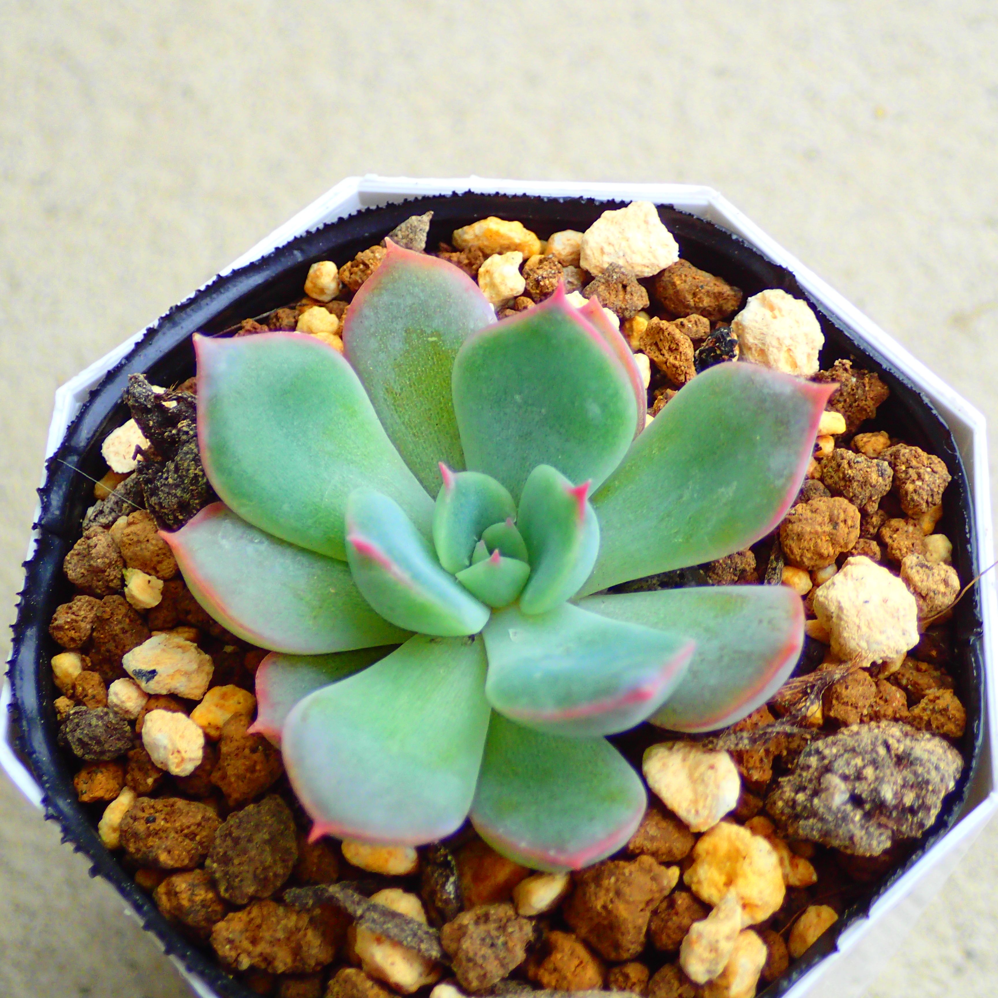 白雪姫　エケベリア　多肉植物　サボテン　アガベ　塊根植物　ユーフォルビア　寄せ植え　インテリア　観葉植物　おしゃれ　雑貨のサムネイル