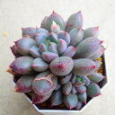 ショコラ エケベリア 多肉植物 サボテン アガベ 塊根植物 ユーフォルビア 寄せ植え インテリア 観葉植物 おしゃれ 雑貨