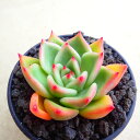 ローズガーネット エケベリア 多肉植物 サボテン アガベ 塊根植物 ユーフォルビア 寄せ植え インテリア 観葉植物 おしゃれ 雑貨 プレゼント ミニラン鉢