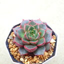 大和姫 エケベリア 多肉植物 サボテン