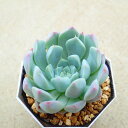 アルバ美尼 エケベリア 多肉植物 サボテン アガベ 塊根植物 ユーフォルビア 寄せ植え インテリア 観葉植物 おしゃれ 雑貨